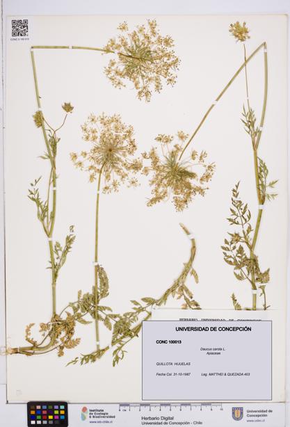 Daucus carota [Espécimen: ]