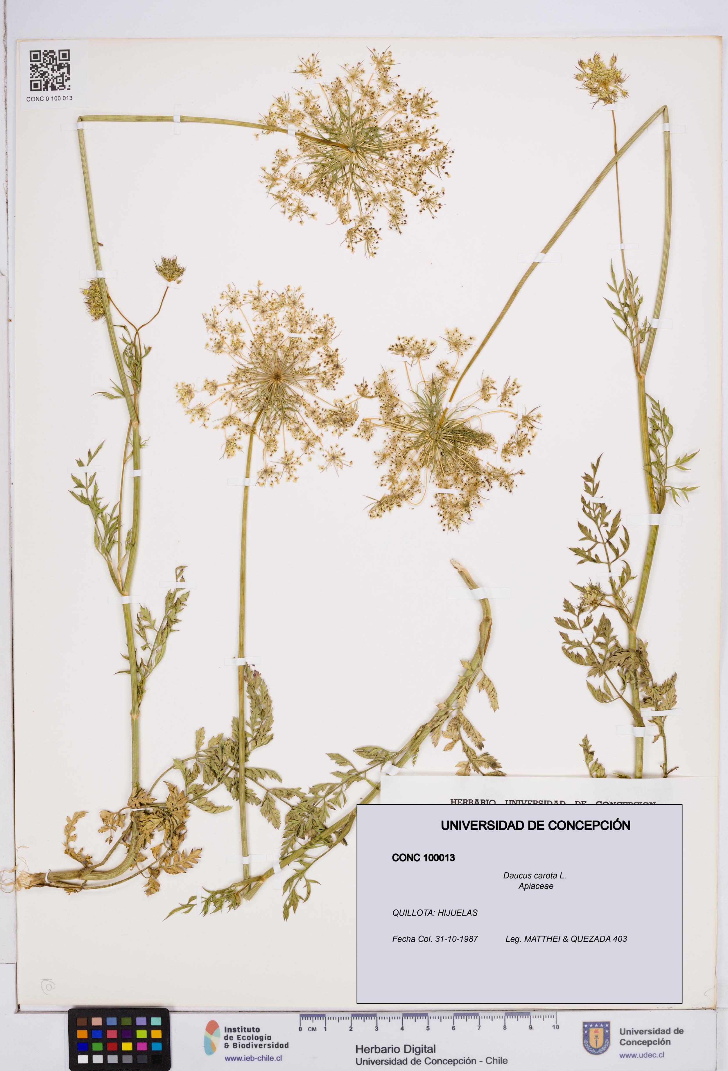 Daucus carota [Espécimen: ]