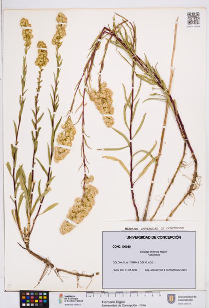 Solidago chilensis [Espécimen: ]
