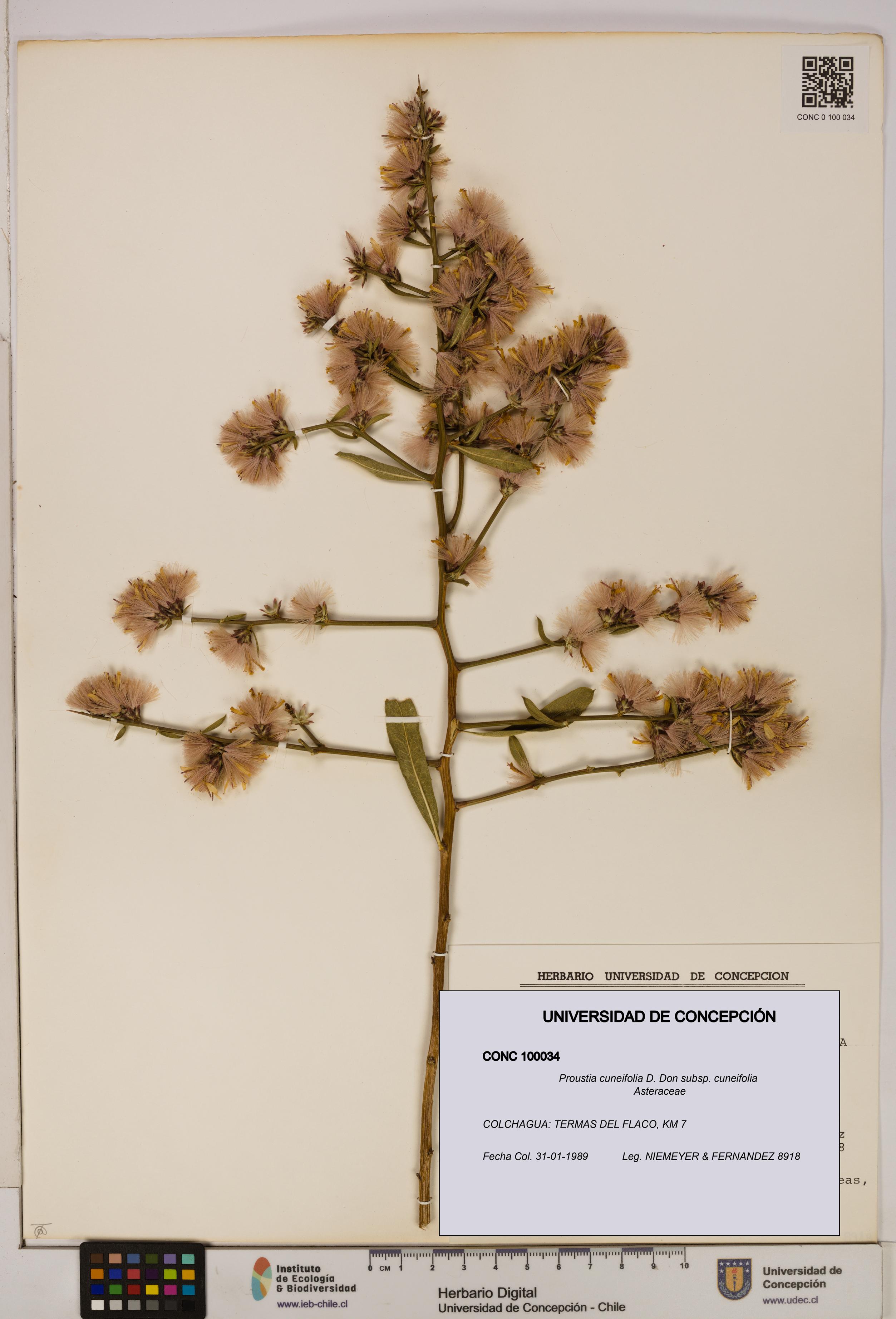 Proustia cuneifolia subsp. cuneifolia [Espécimen: UDEC:CONC:0100034]