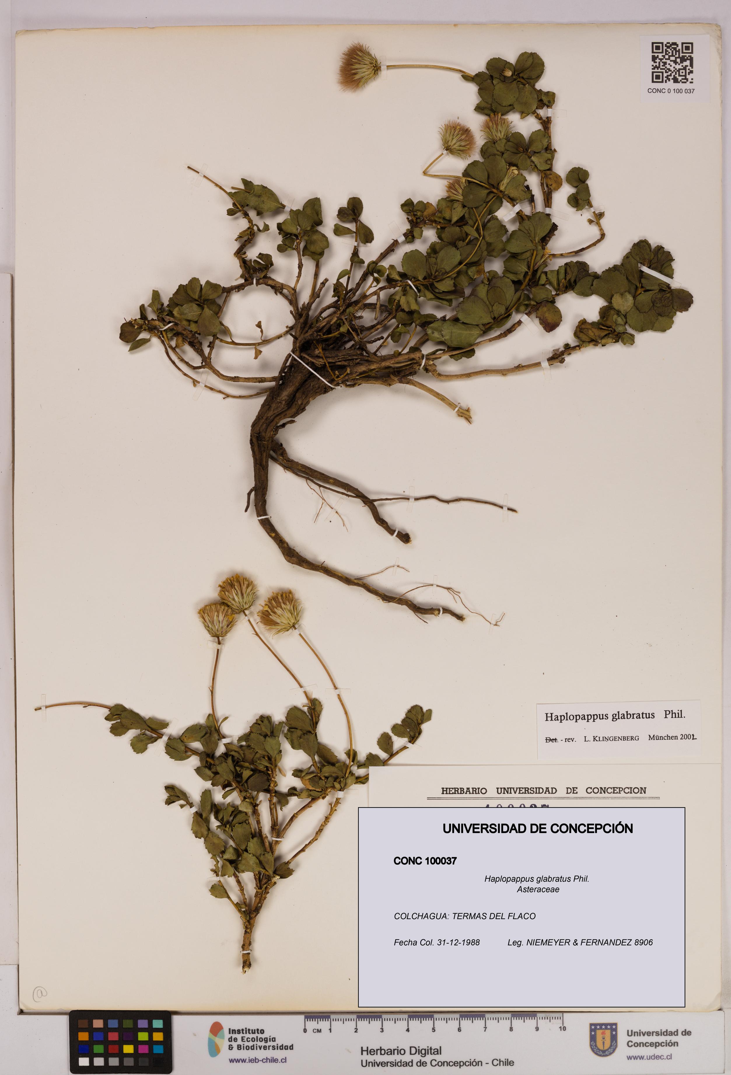 Haplopappus glabratus [Espécimen: UDEC:CONC:0100037]