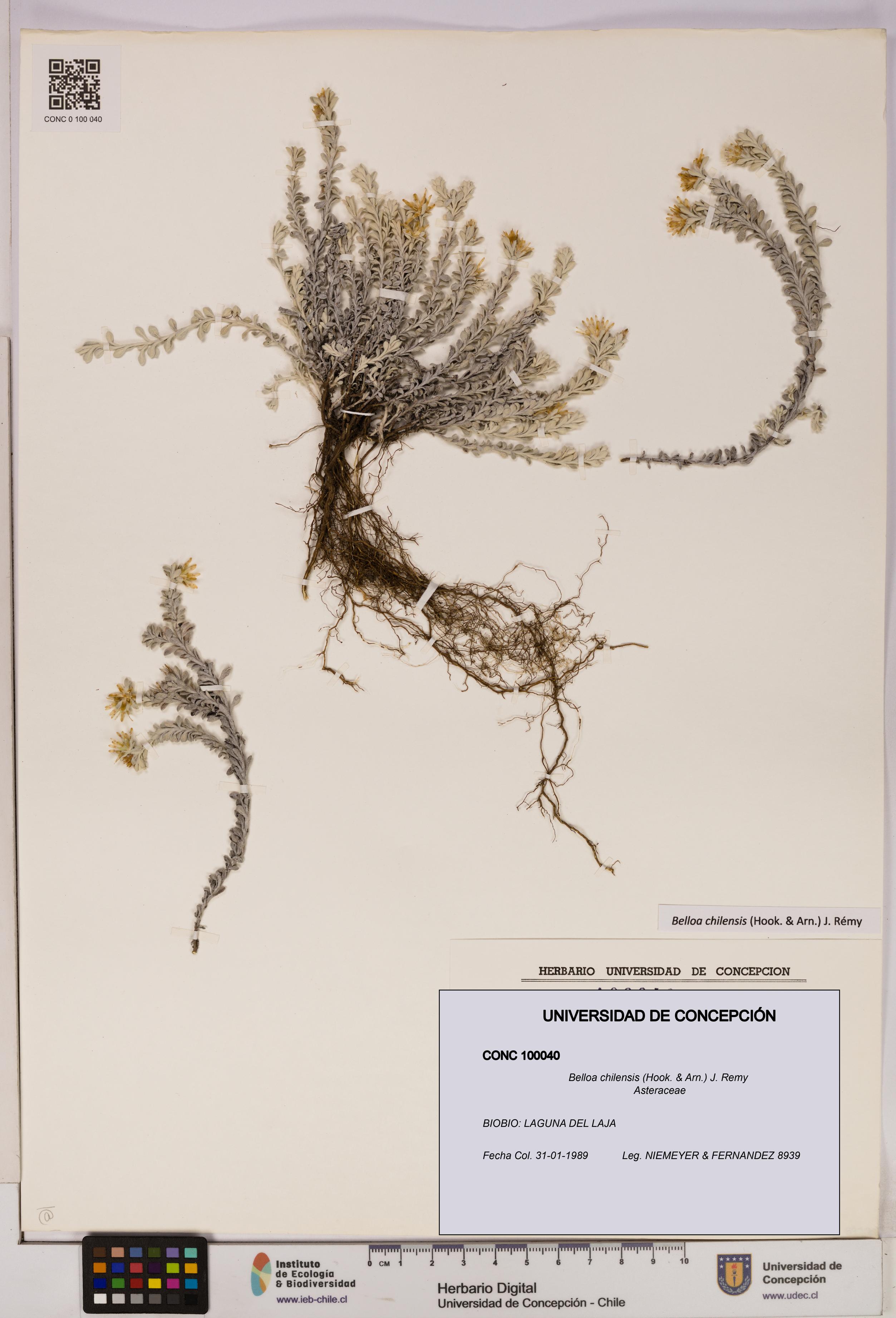 Belloa chilensis [Espécimen: UDEC:CONC:0100040]