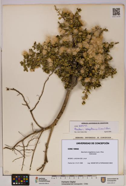 Baccharis magellanica [Espécimen: UDEC:CONC:0100042]