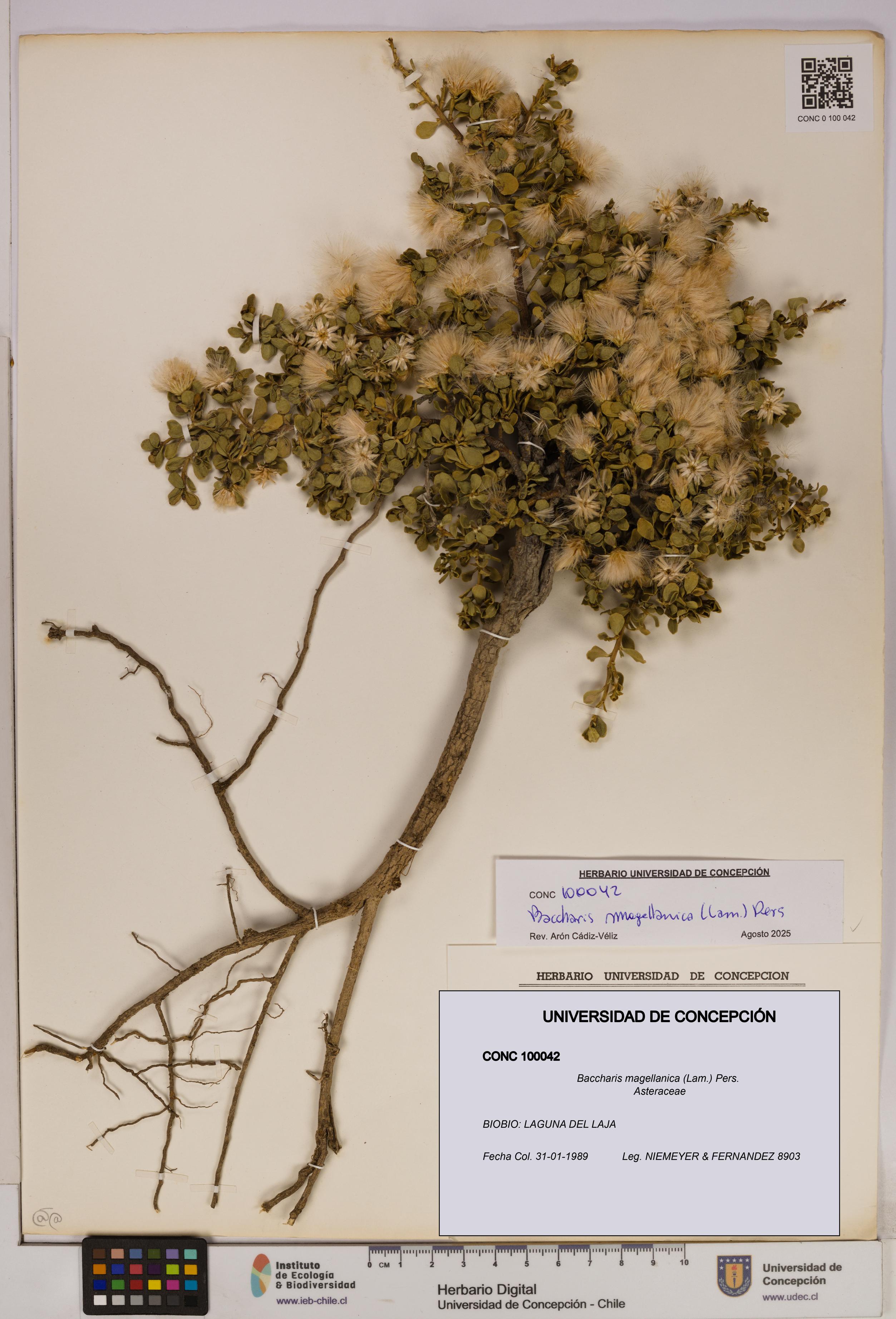 Baccharis magellanica [Espécimen: UDEC:CONC:0100042]