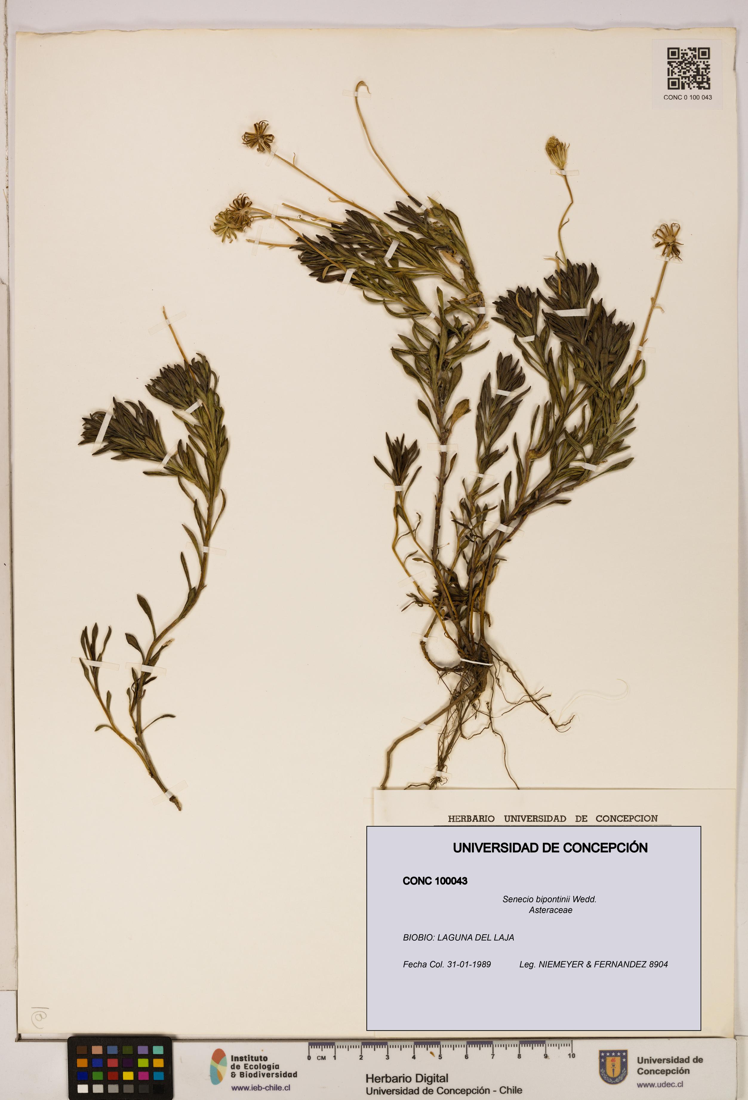 Senecio bipontinii [Espécimen: UDEC:CONC:0100043]