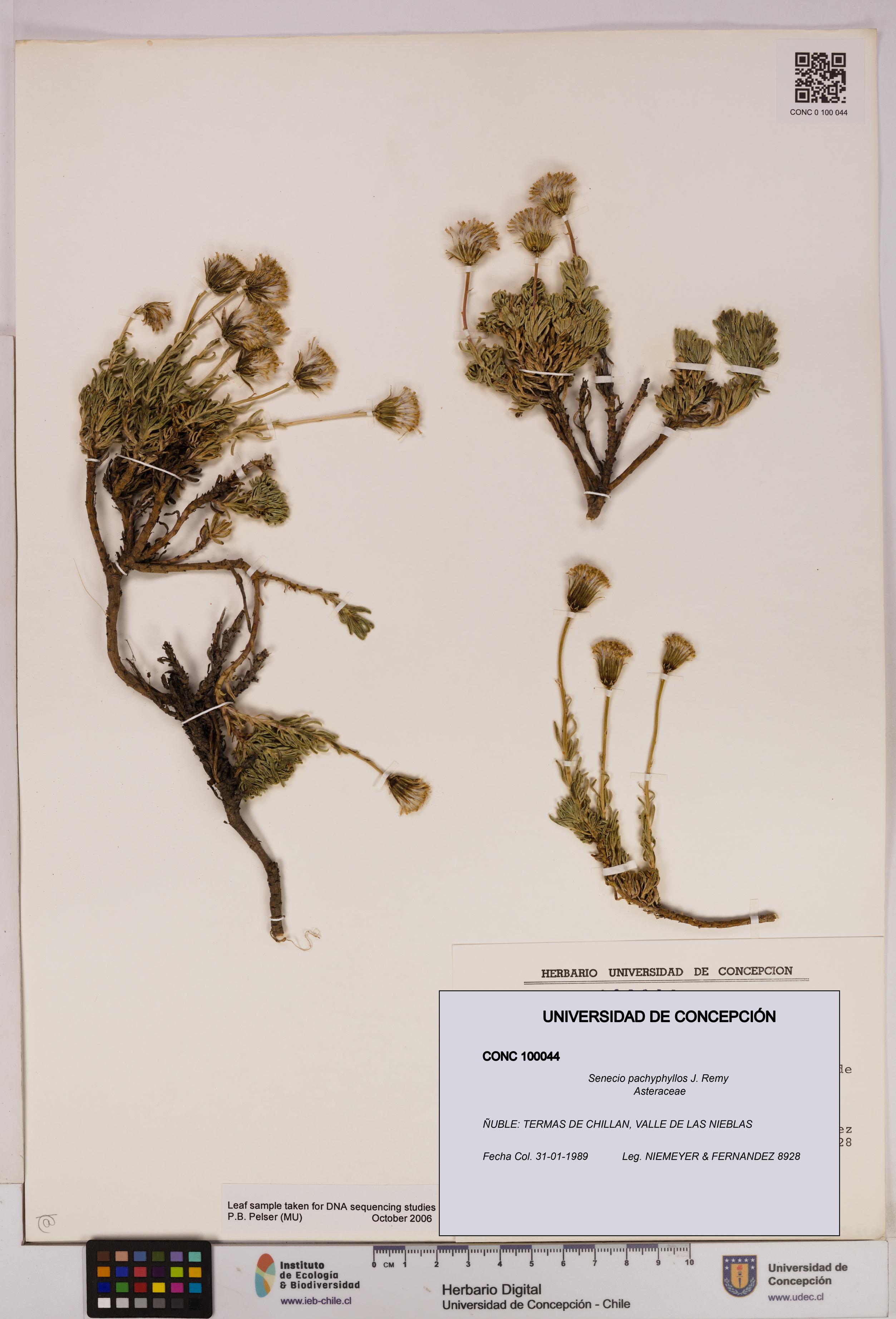 Senecio pachyphyllos [Espécimen: UDEC:CONC:0100044]