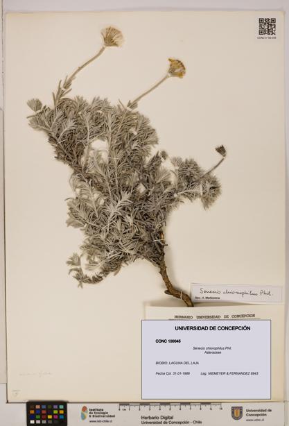 Senecio chionophilus [Espécimen: UDEC:CONC:0100045]