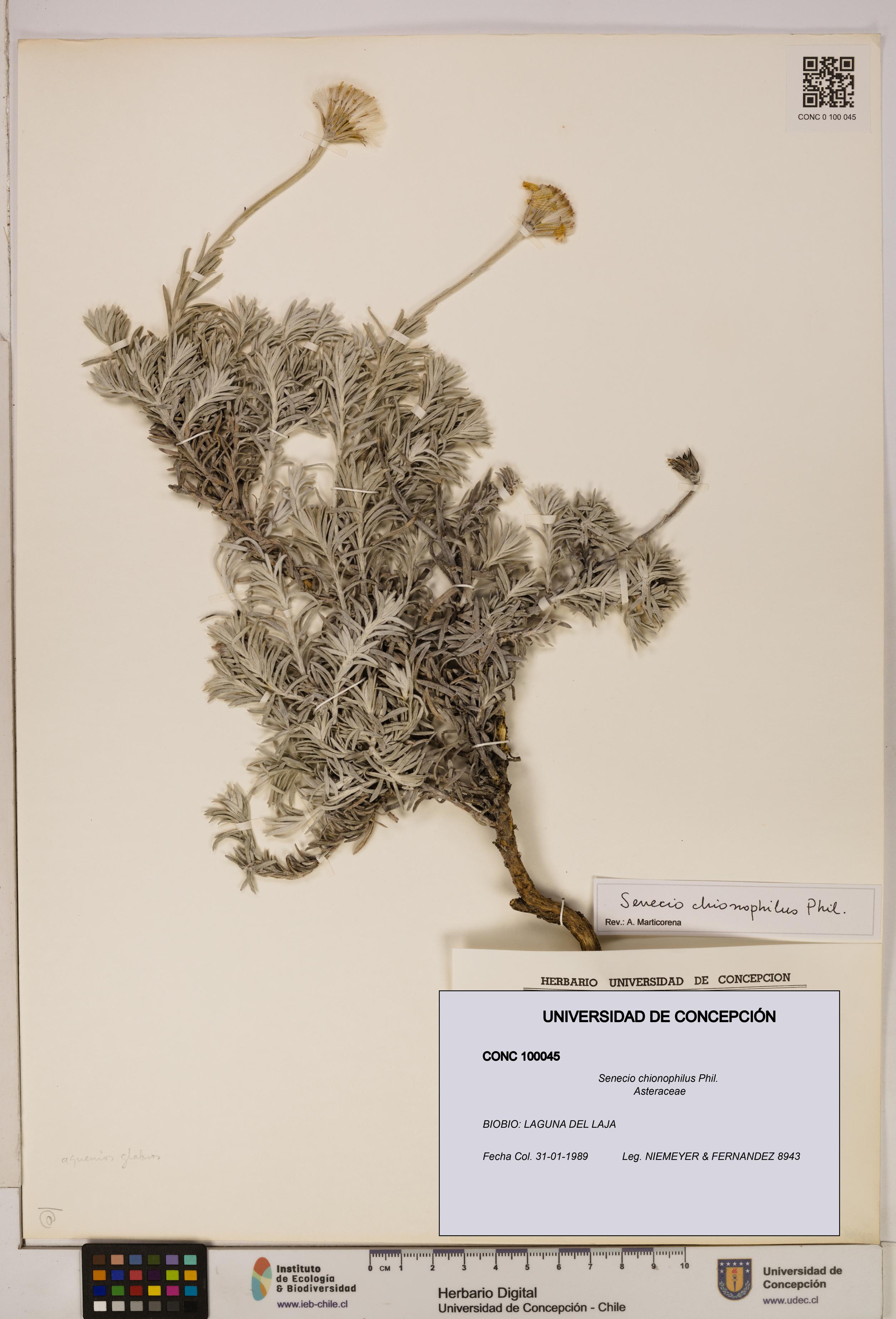 Senecio chionophilus [Espécimen: UDEC:CONC:0100045]