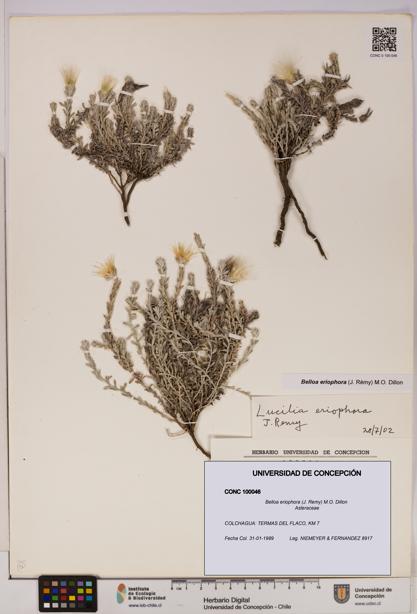 Belloa eriophora [Espécimen: UDEC:CONC:0100046]