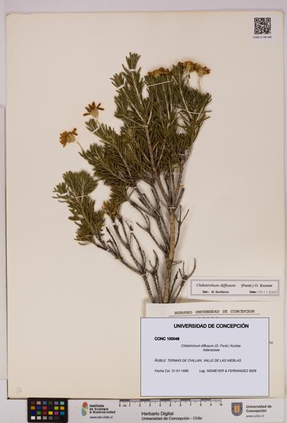 Chiliotrichum diffusum [Espécimen: UDEC:CONC:0100048]