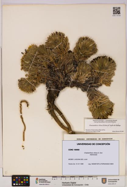 Chaetanthera villosa [Espécimen: UDEC:CONC:0100053]