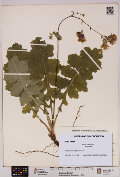 Perezia nutans [Espécimen: UDEC:CONC:0100054]