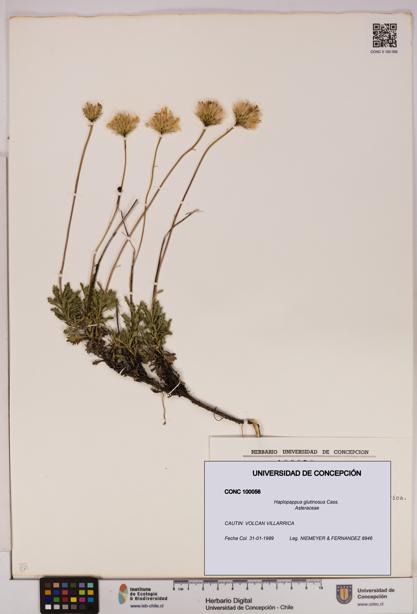 Haplopappus glutinosus [Espécimen: UDEC:CONC:0100056]