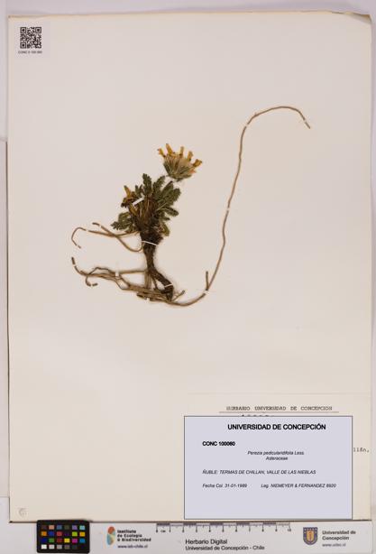 Perezia pedicularidifolia [Espécimen: UDEC:CONC:0100060]
