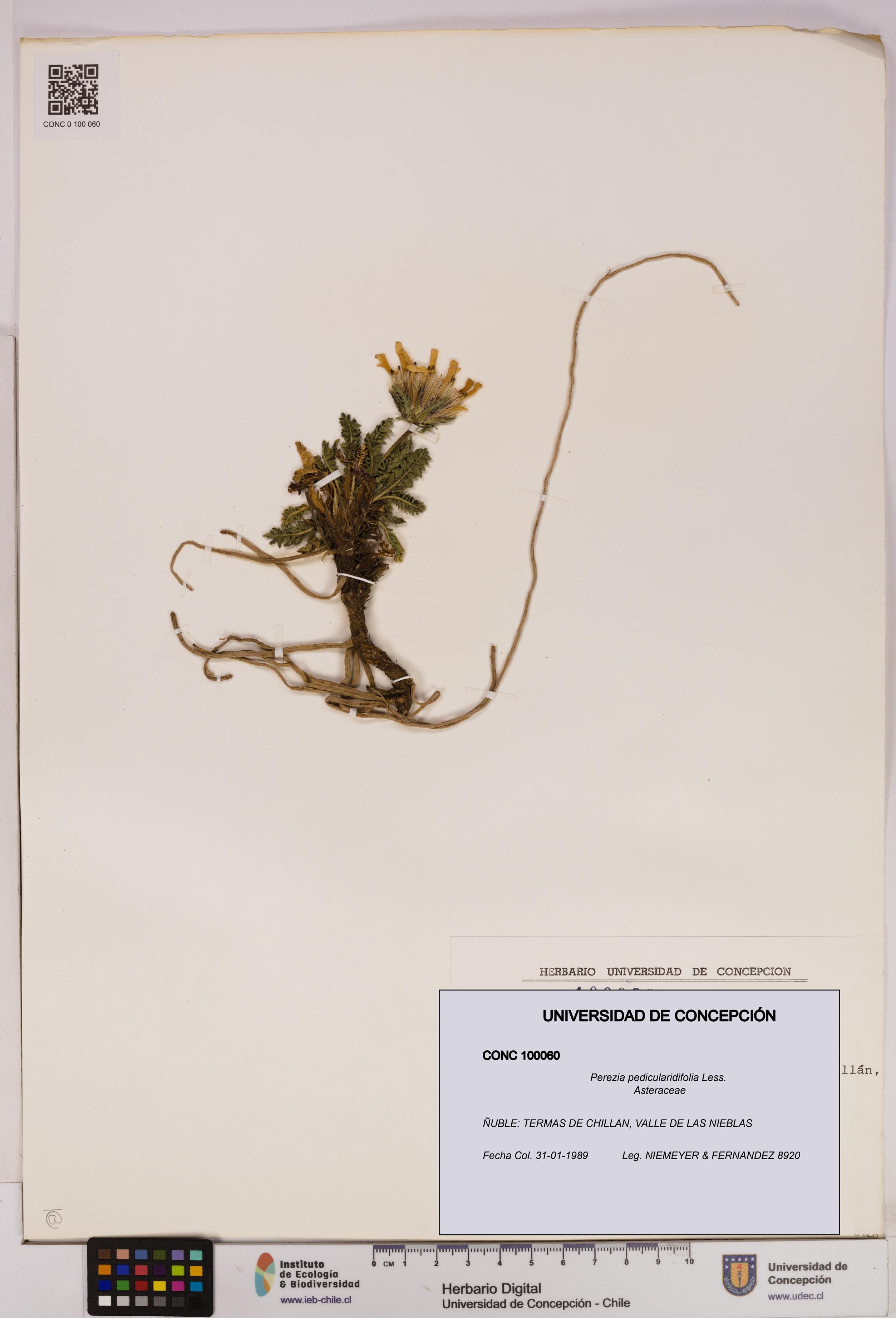 Perezia pedicularidifolia [Espécimen: UDEC:CONC:0100060]