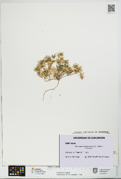 Chaetanthera euphrasioides [Espécimen: UDEC:CONC:0100062]