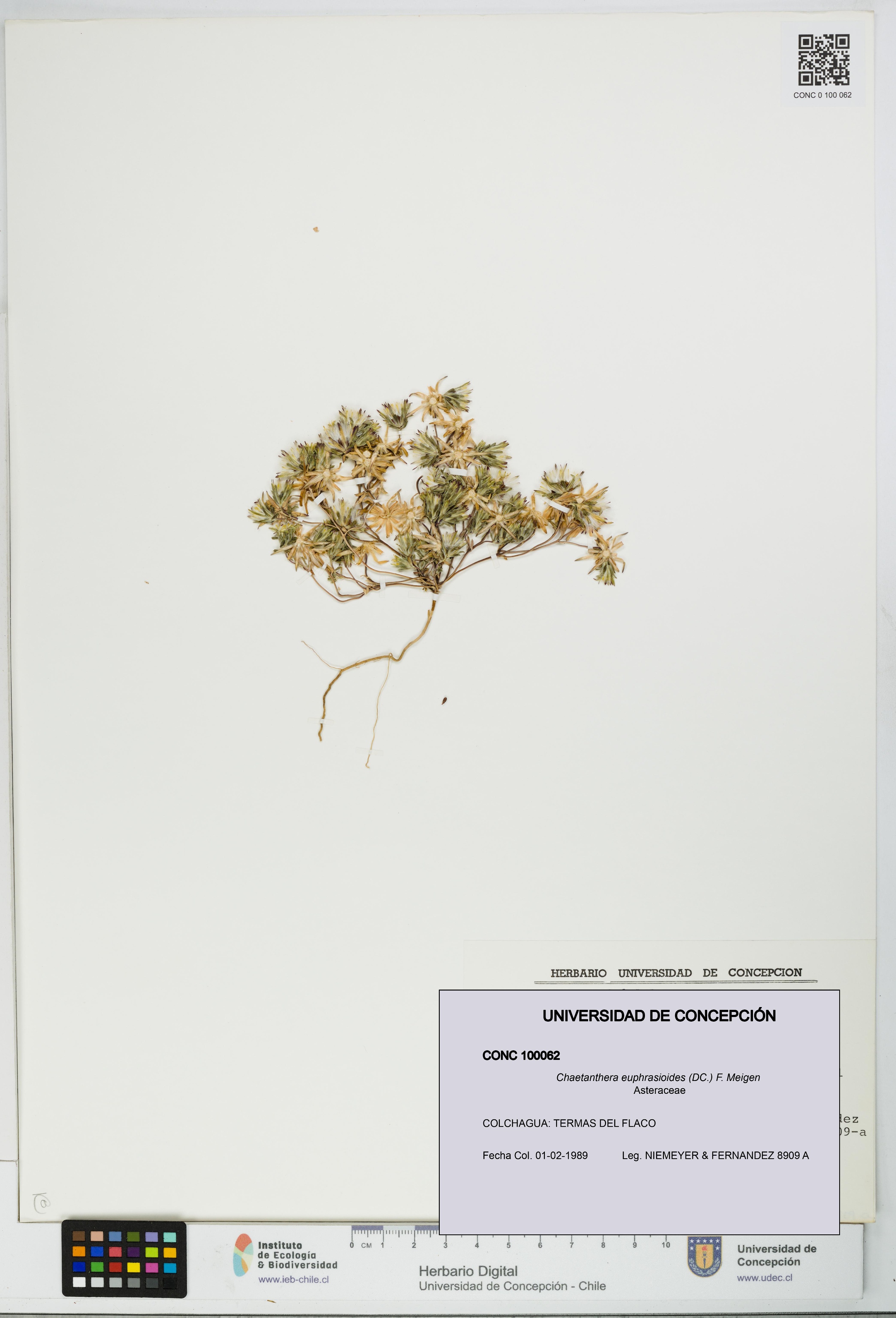 Chaetanthera euphrasioides [Espécimen: UDEC:CONC:0100062]