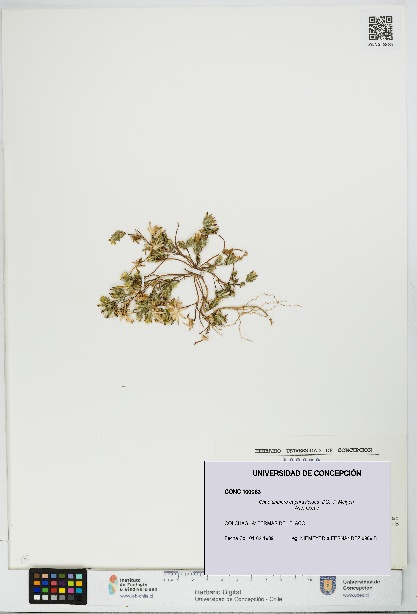 Chaetanthera euphrasioides [Espécimen: UDEC:CONC:0100063]