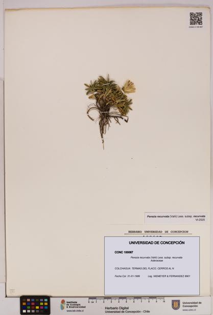 Perezia recurvata subsp. recurvata [Espécimen: UDEC:CONC:0100067]