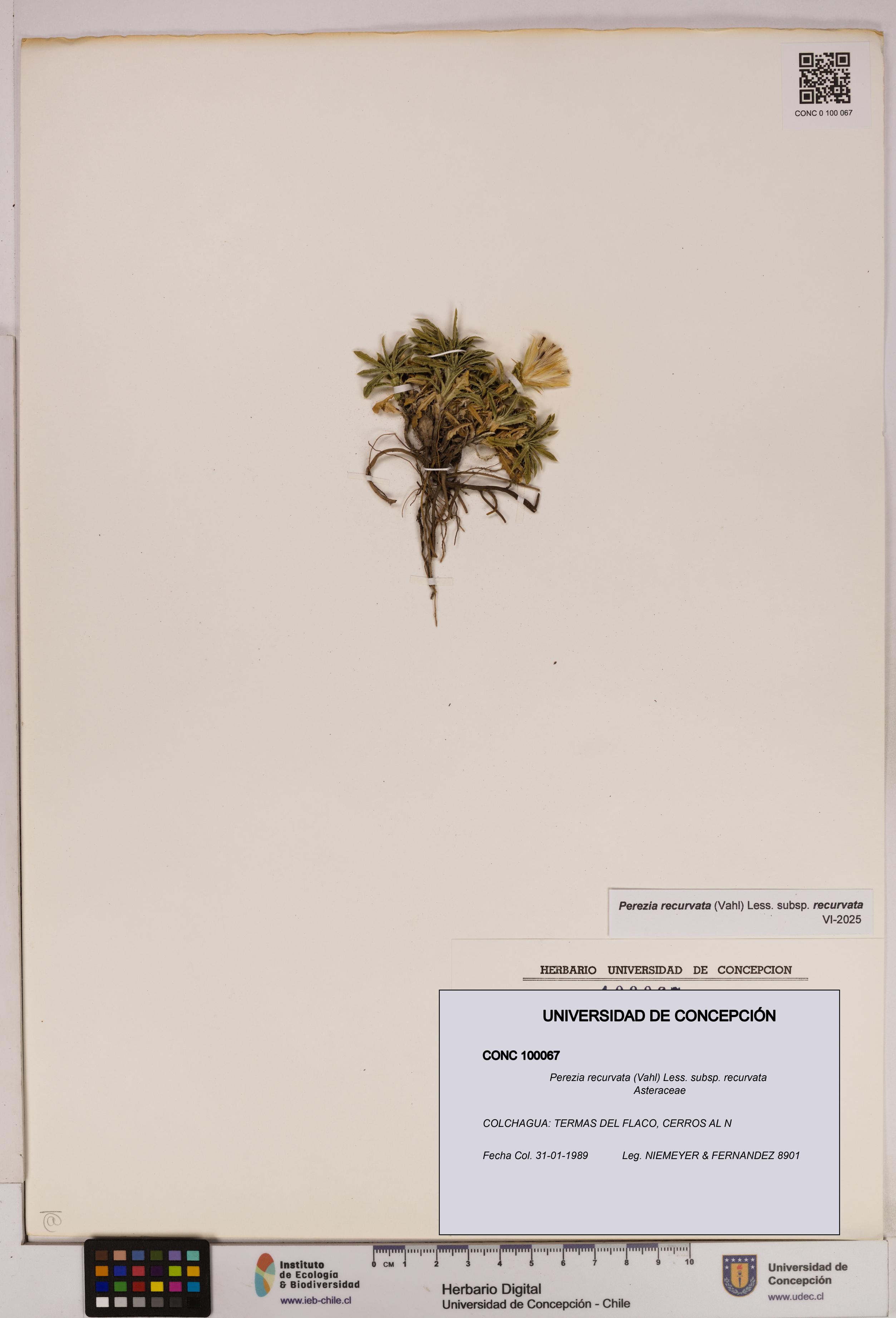 Perezia recurvata subsp. recurvata [Espécimen: UDEC:CONC:0100067]