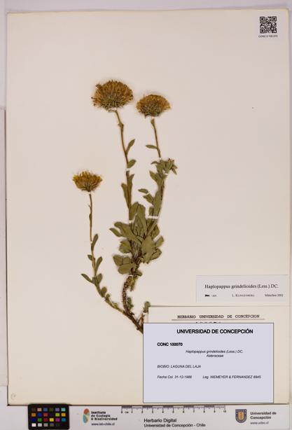 Haplopappus grindelioides [Espécimen: UDEC:CONC:0100070]