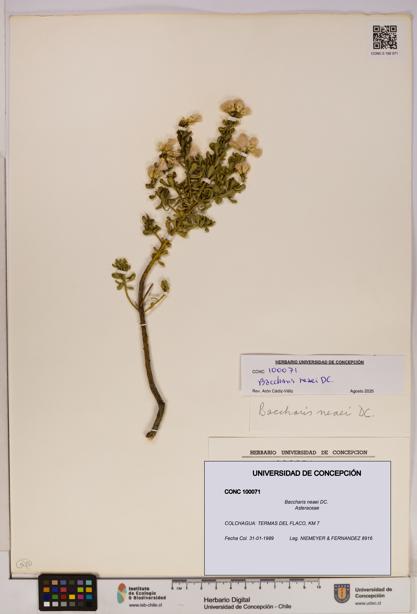 Baccharis neaei [Espécimen: UDEC:CONC:0100071]