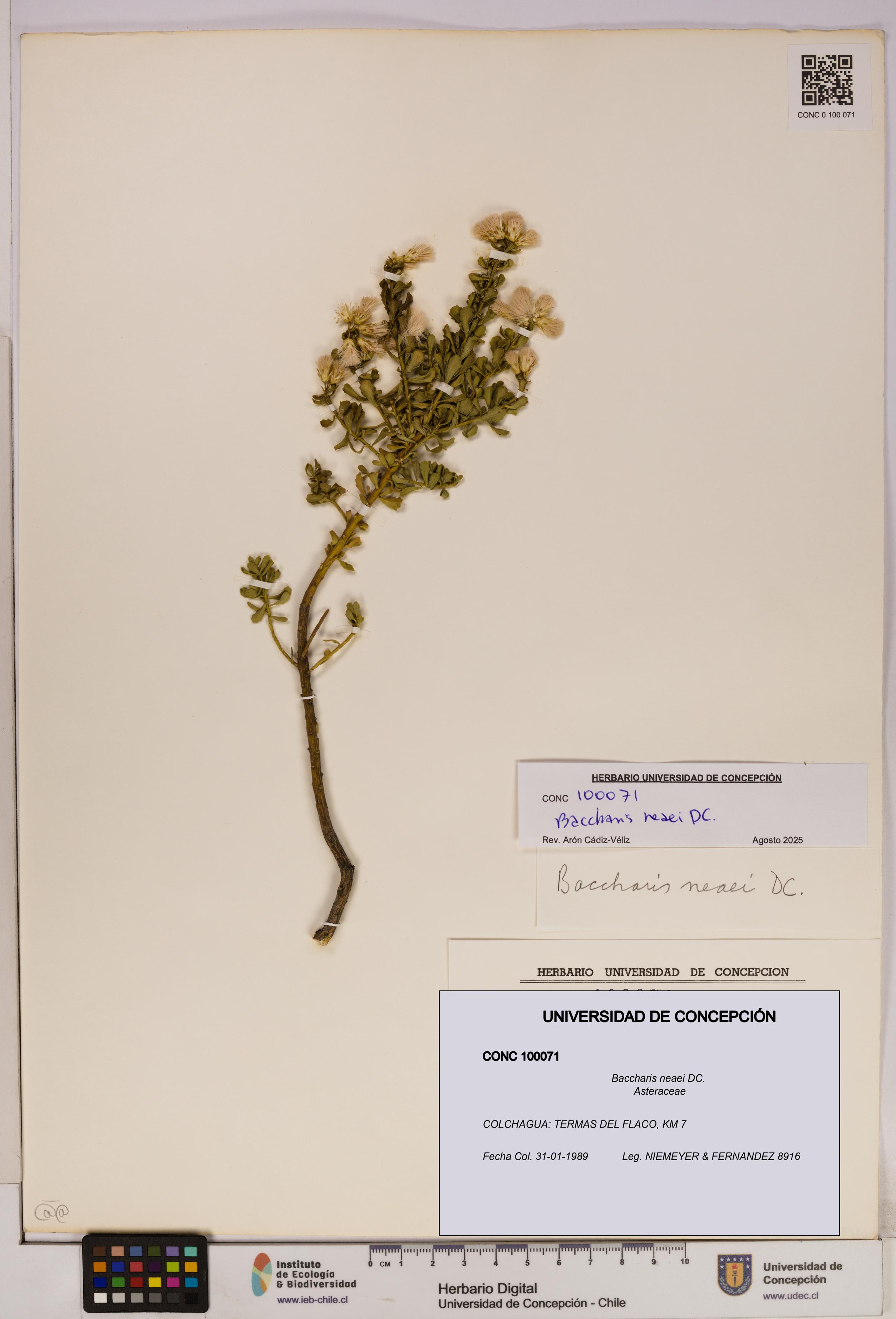 Baccharis neaei [Espécimen: UDEC:CONC:0100071]
