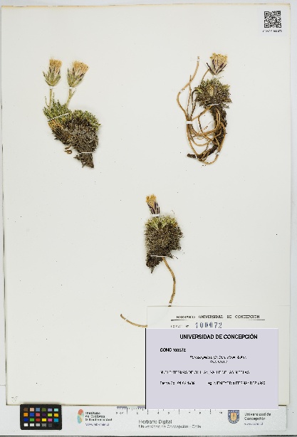 Perezia pilifera [Espécimen: UDEC:CONC:0100072]