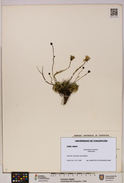 Hypochaeris radicata [Espécimen: UDEC:CONC:0100074]