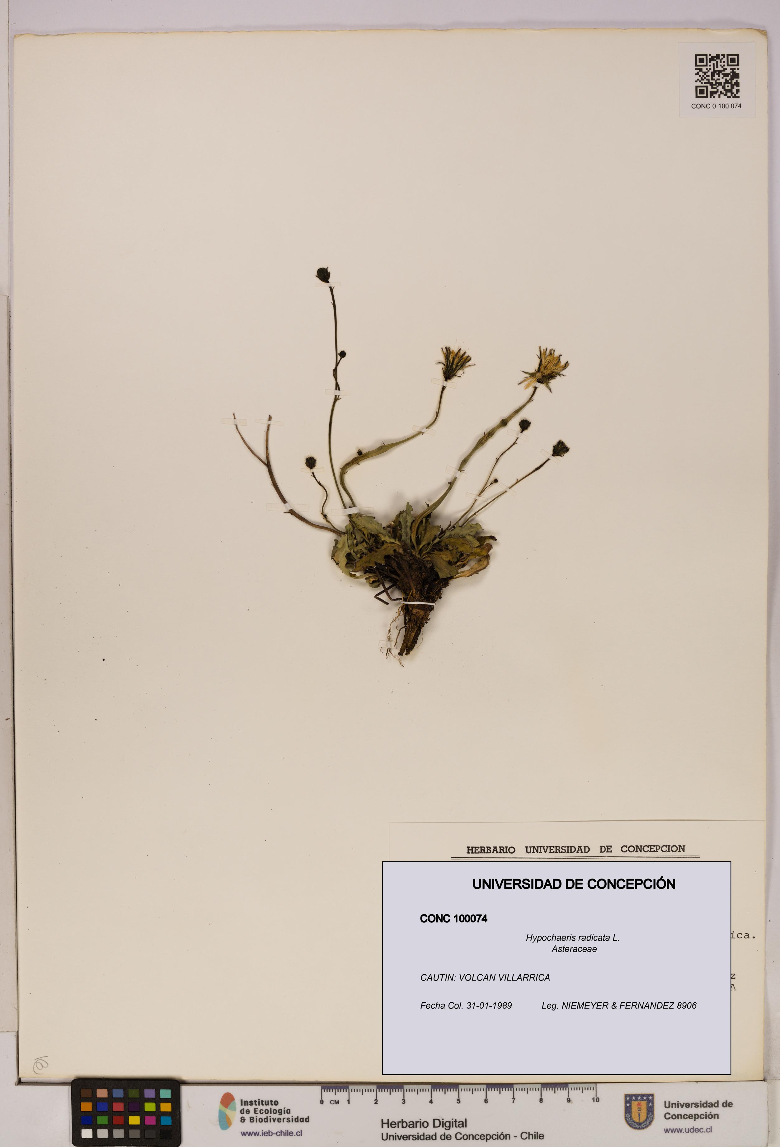 Hypochaeris radicata [Espécimen: UDEC:CONC:0100074]