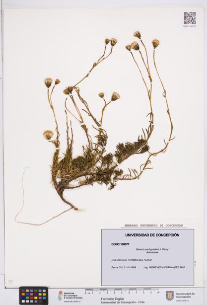Senecio pachyphyllos [Espécimen: ]