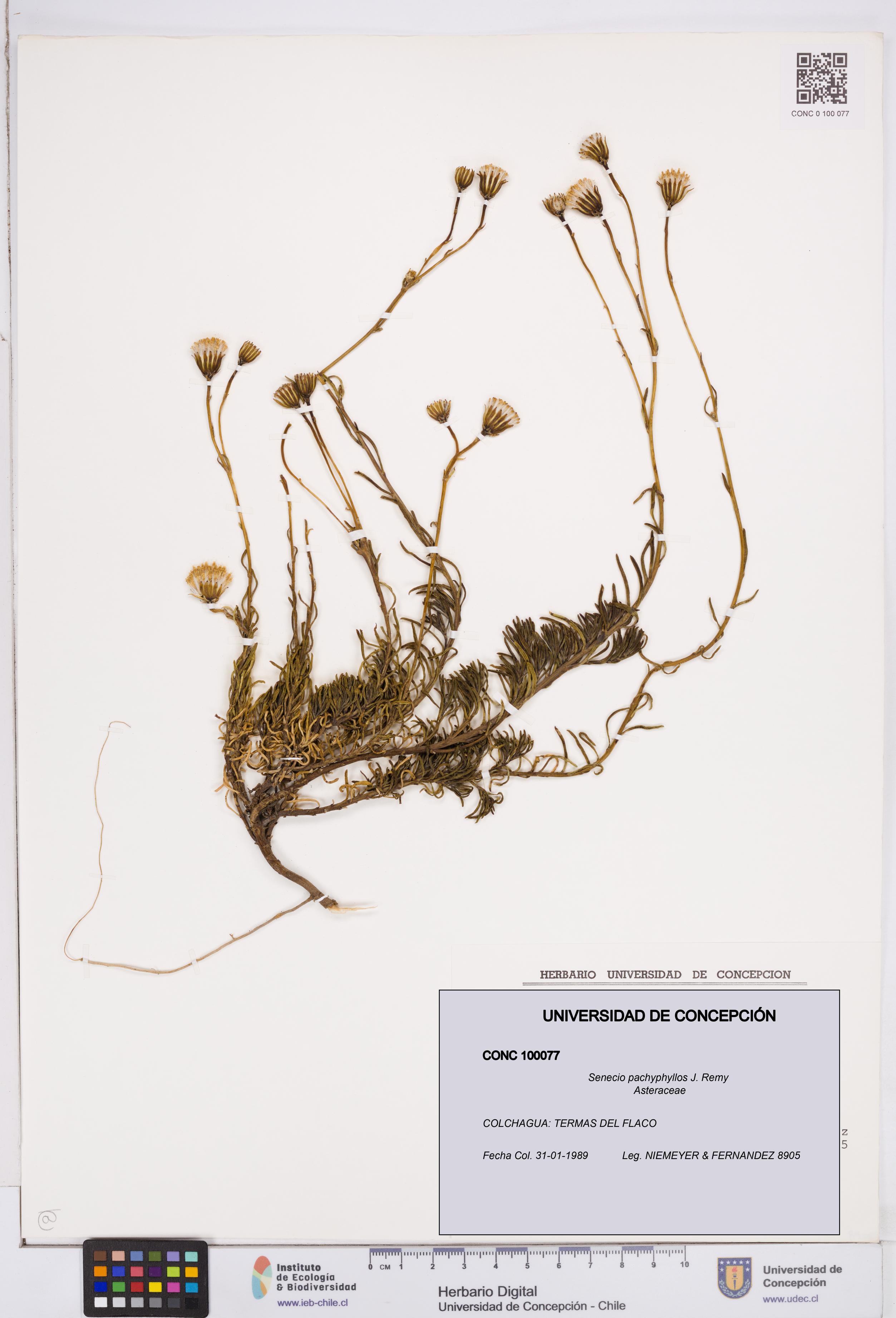 Senecio pachyphyllos [Espécimen: ]