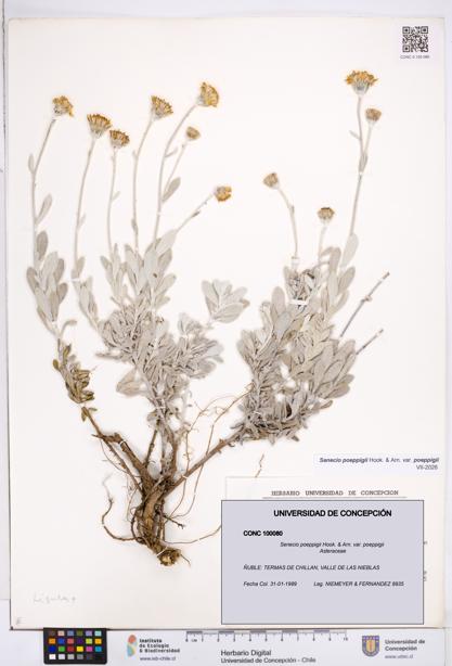 Senecio poeppigii var. poeppigii [Espécimen: ]