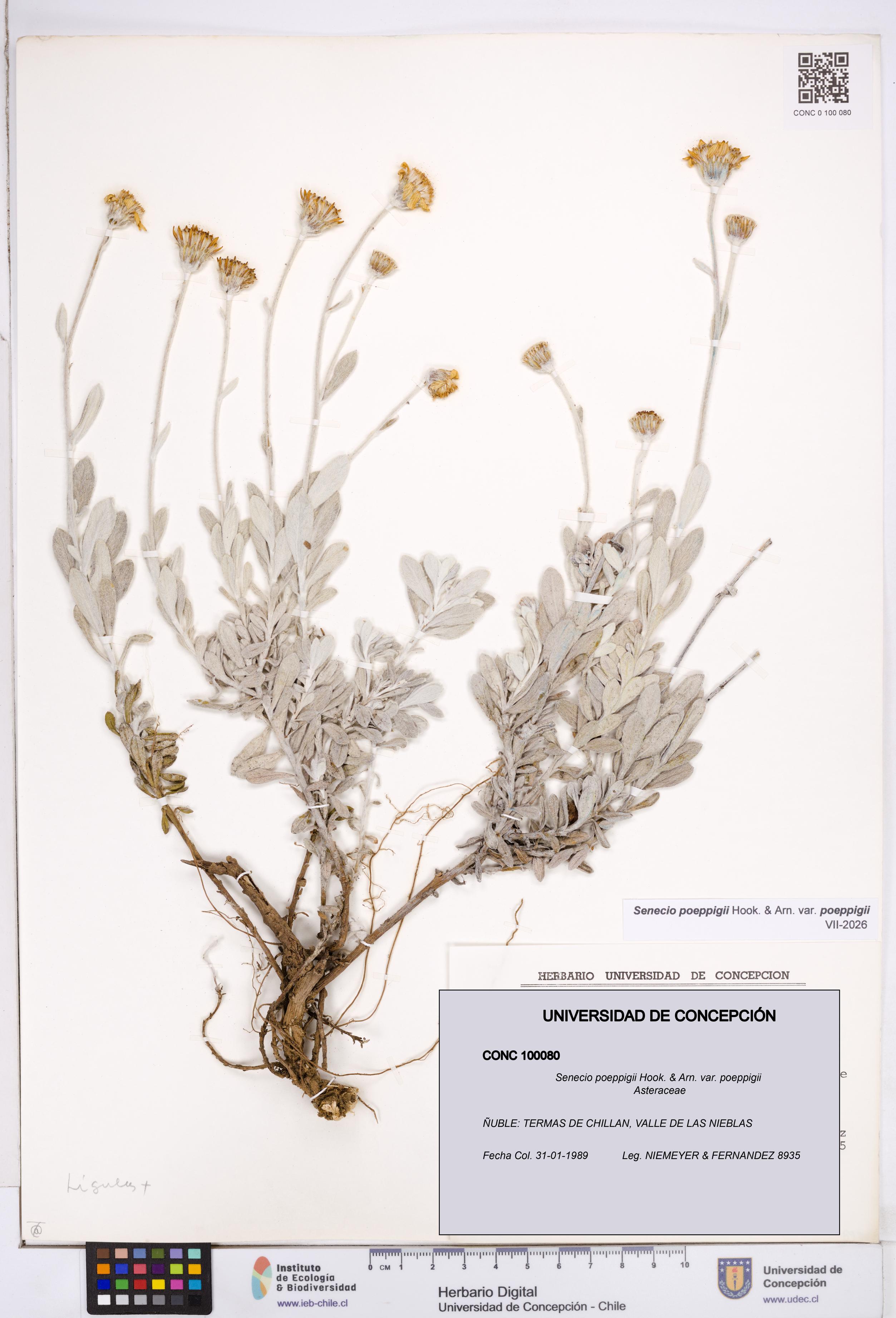 Senecio poeppigii var. poeppigii [Espécimen: ]