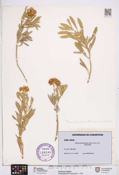 Tessaria absinthioides [Espécimen: ]