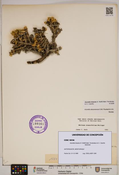 Azorella trisecta [Espécimen: ]
