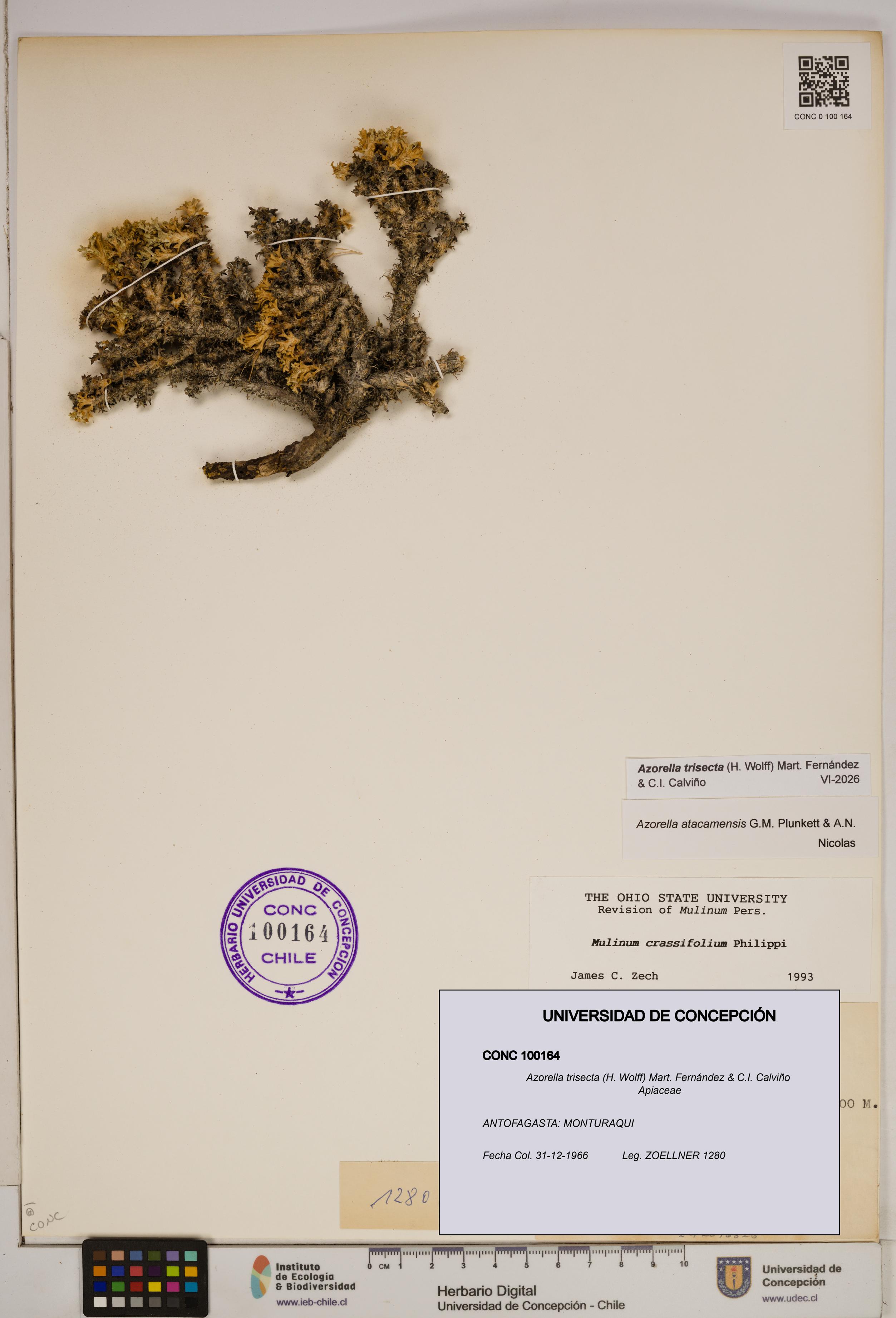 Azorella trisecta [Espécimen: ]