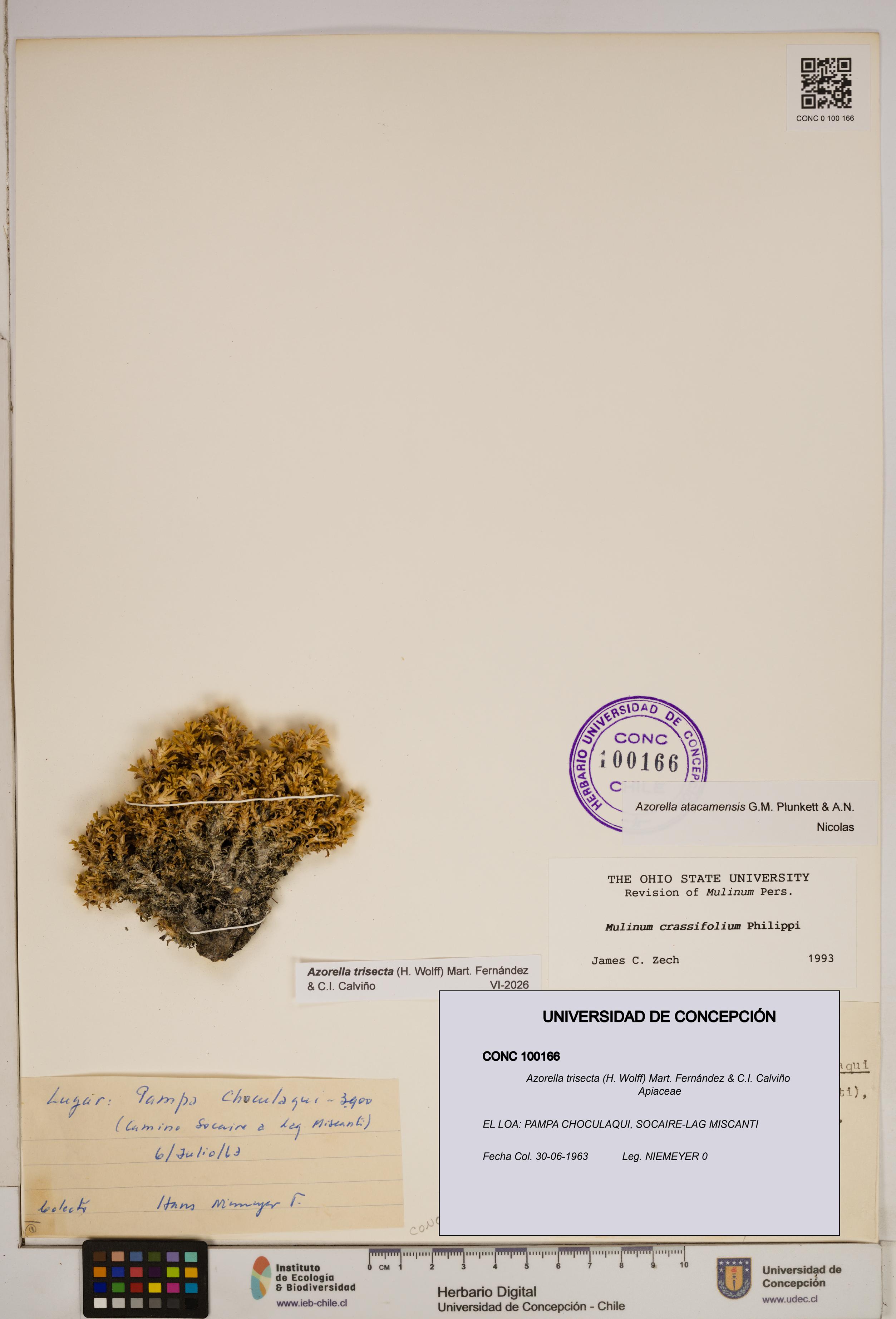 Azorella trisecta [Espécimen: ]