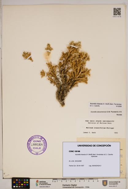 Azorella trisecta [Espécimen: ]