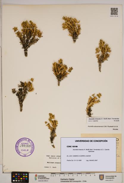 Azorella trisecta [Espécimen: ]