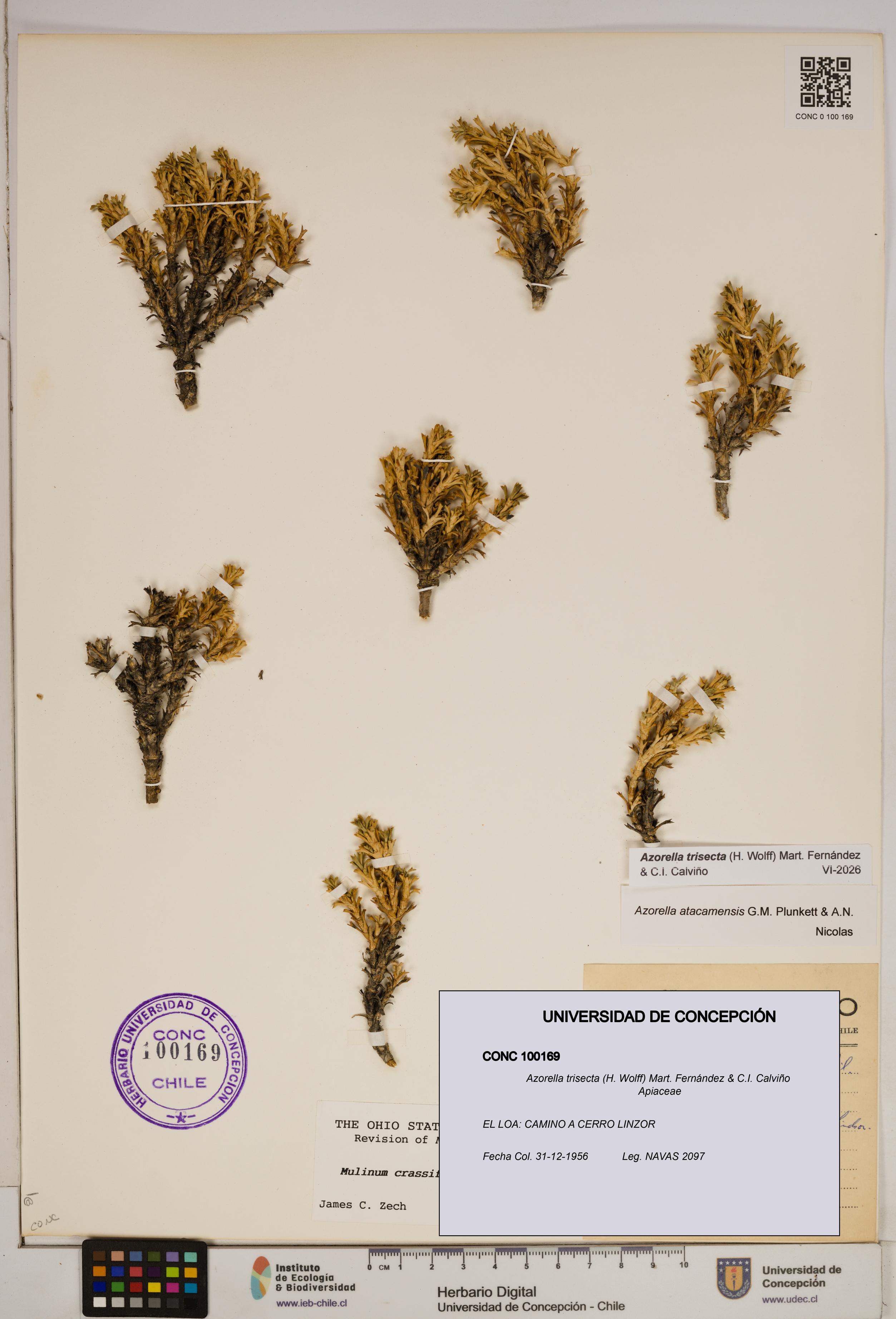 Azorella trisecta [Espécimen: ]