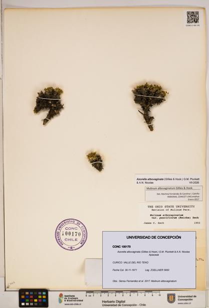 Azorella albovaginata [Espécimen: ]