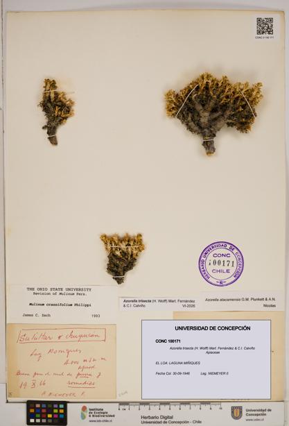 Azorella trisecta [Espécimen: ]