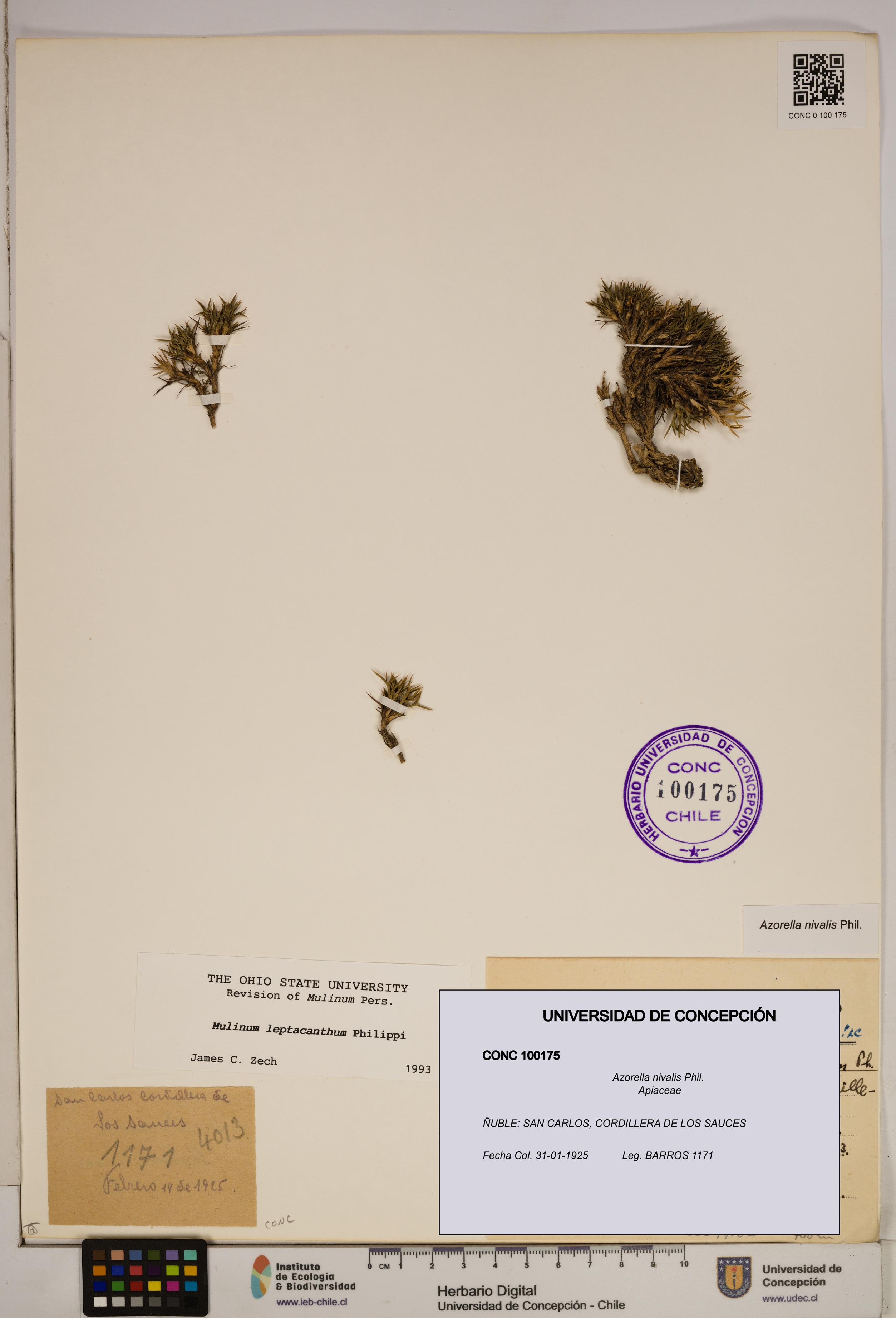 Azorella nivalis [Espécimen: ]