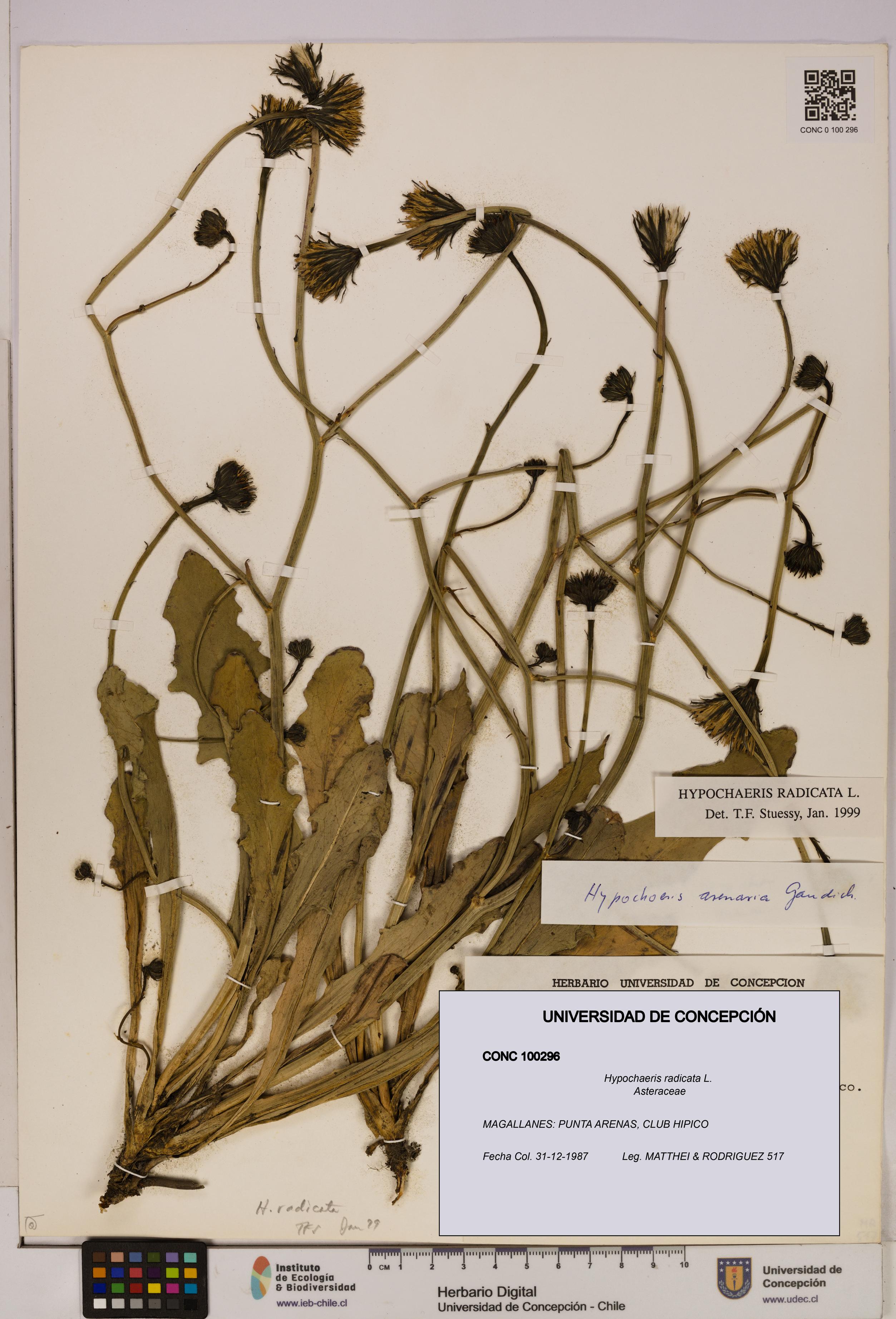 Hypochaeris radicata [Espécimen: UDEC:CONC:0100296]