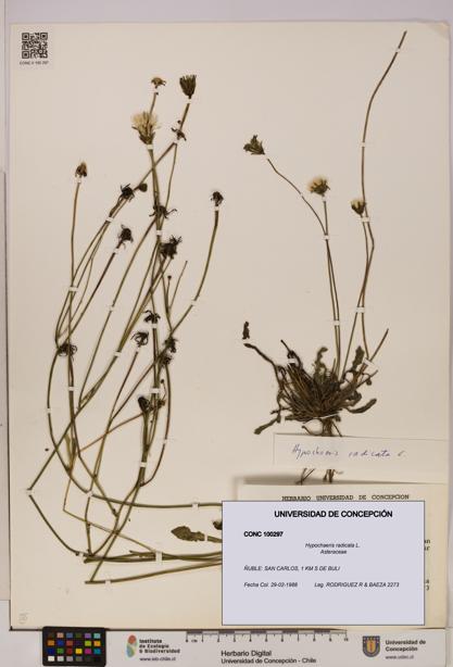 Hypochaeris radicata [Espécimen: UDEC:CONC:0100297]