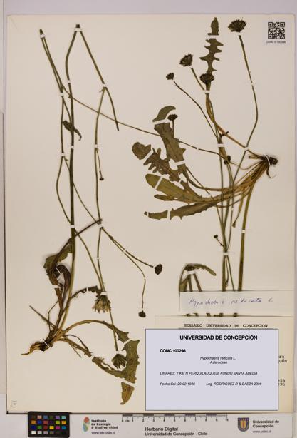 Hypochaeris radicata [Espécimen: UDEC:CONC:0100298]