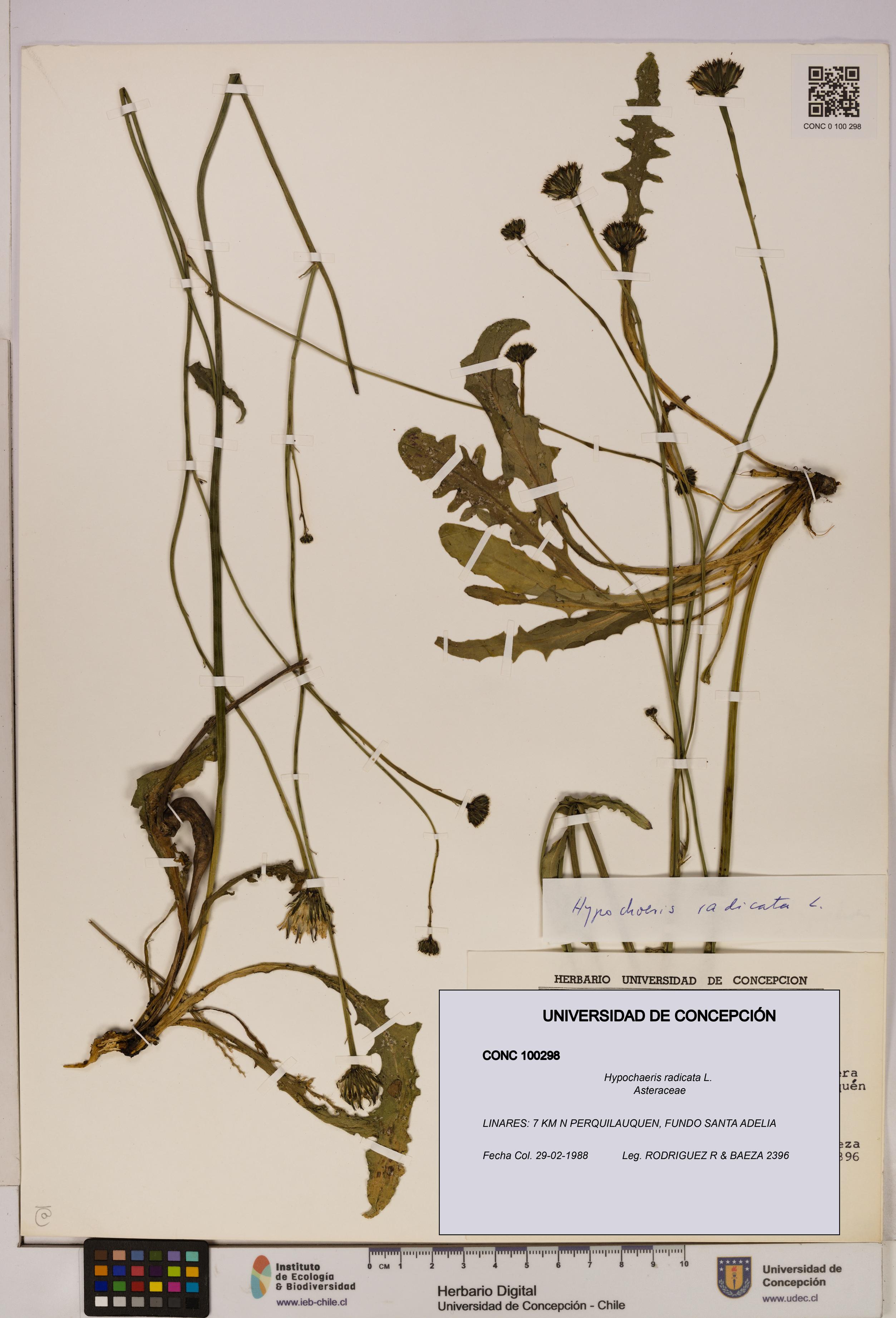 Hypochaeris radicata [Espécimen: UDEC:CONC:0100298]