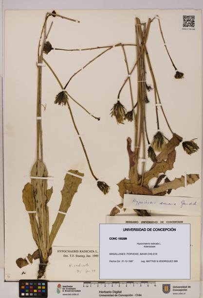 Hypochaeris radicata [Espécimen: UDEC:CONC:0100299]