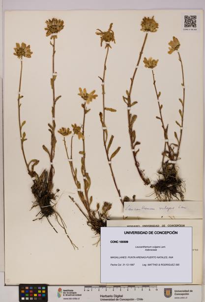 Leucanthemum vulgare [Espécimen: UDEC:CONC:0100309]